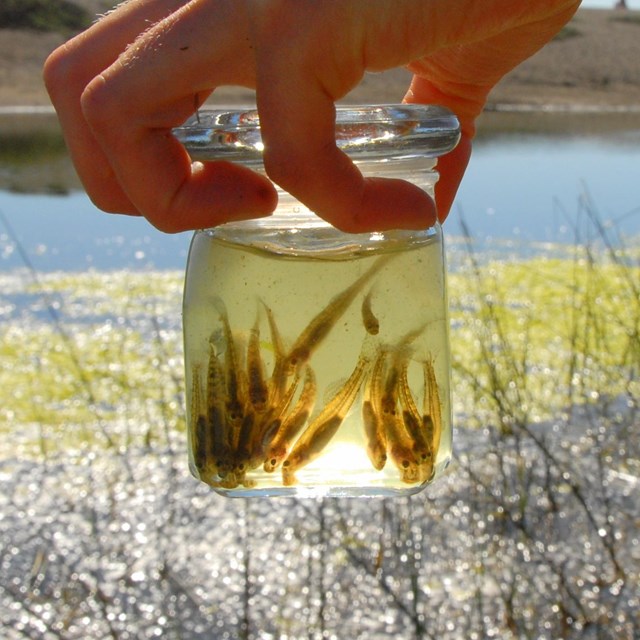 Tidewater gobies in a jar by Rodeo Lagoon