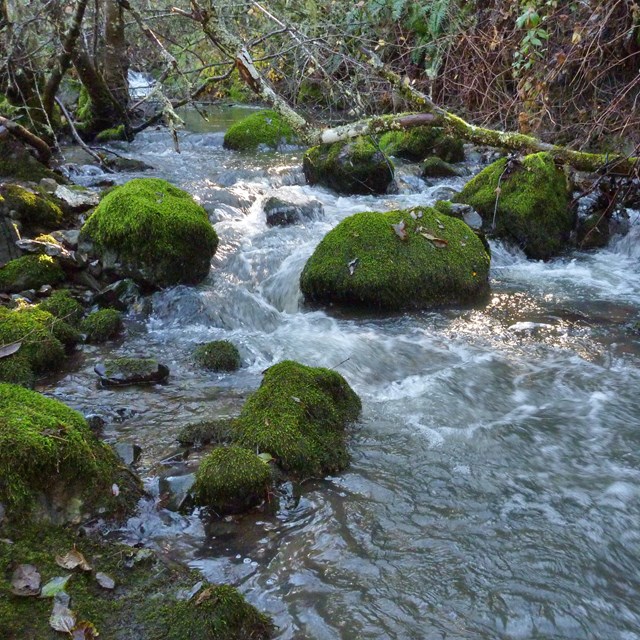 Rushing water in Olema Creek, illuminated by spots of sunlight