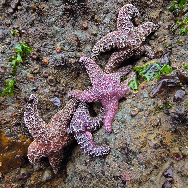 Ochre stars on an intertidal rock