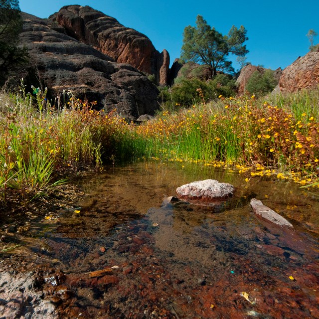 Wetland in Pinnacles National Park