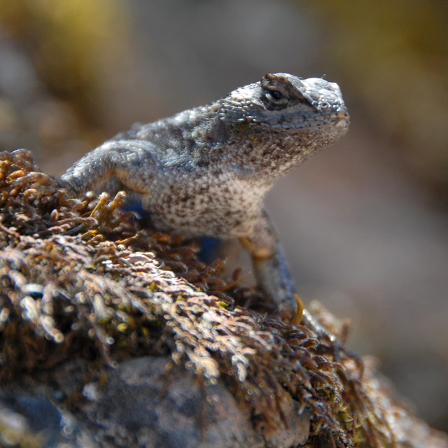 Western fence lizard on a moss-covered rock