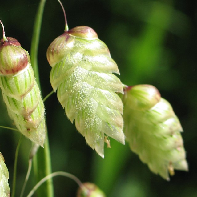 Close-up view of invasive rattlesnake grass