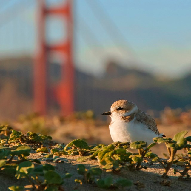 An endangered Western Snowy Plover on a dune in front of the Golden Gate Bridge