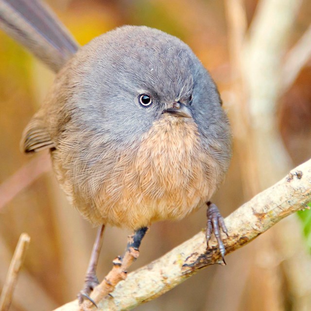 Wrentit pauses on a shrub branch