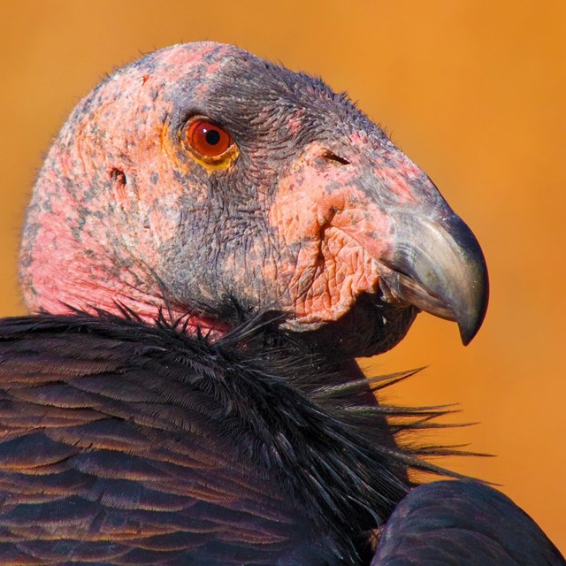 Profile of the featherless head of a California condor