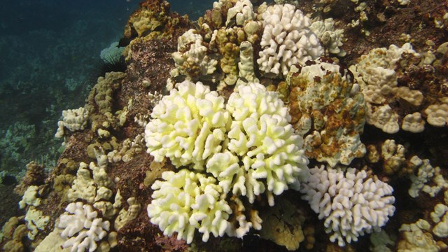 Coral bleaching in the Pacific