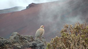 A threatened i&lsquo;iwi honeycreeper sits perched atop an endemic &lsquo;ōhi&lsquo;a tree.  Photo by JH