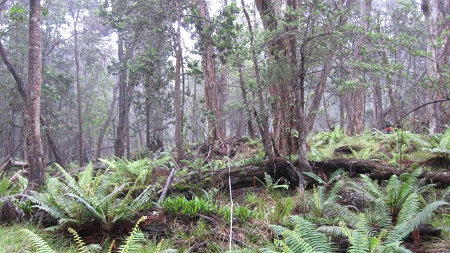 Vegetation monitoring