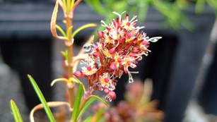 Rare and endemic Schiedea haleakalensis plant species in Haleakalā National Park