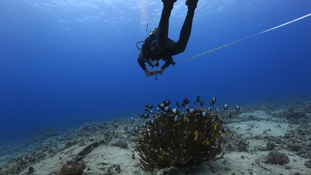 Monitoring marine communities