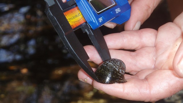 Measuring a pipiwai in an anchialine pool at Kaloko-Honokōhau National Historical Park