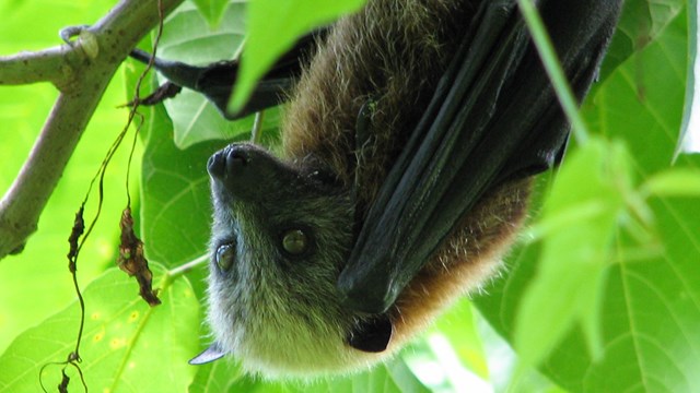 A fruit bat hangs upside down in the National Park of American Samoa