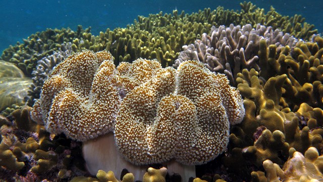 Marine community in War in the Pacific National Historical Park