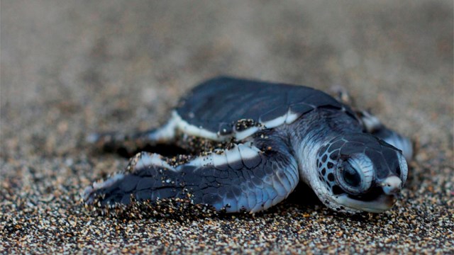 green sea turtle hatchling