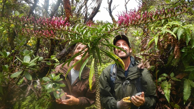 Observing a Trematolobelia wimmeri in Hawai‘i