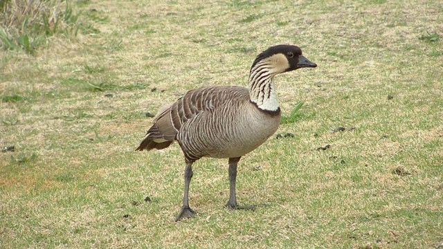 A nēnē goose