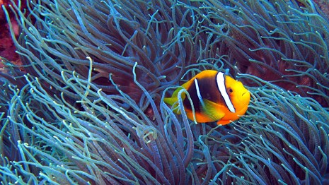 Tropical reef fish taking shelter in an anemone at War in the Pacific National Historical Park