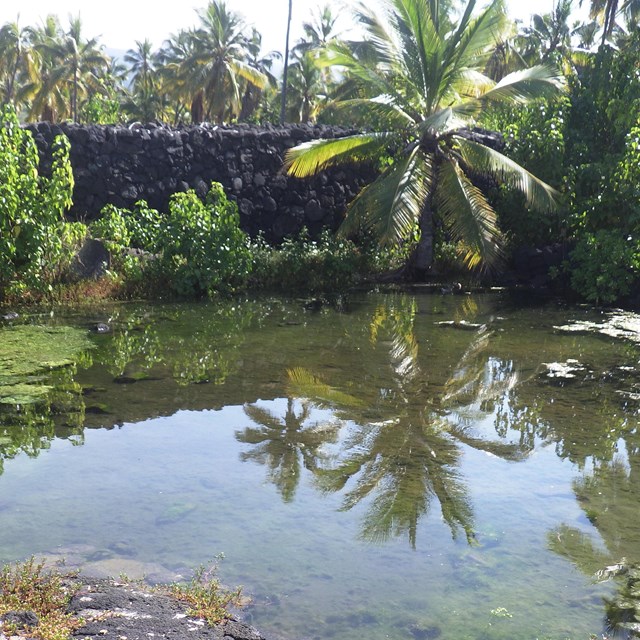 An anchialine pool that is monitored at Puʻuhonua o Hōnaunau National Historical Park