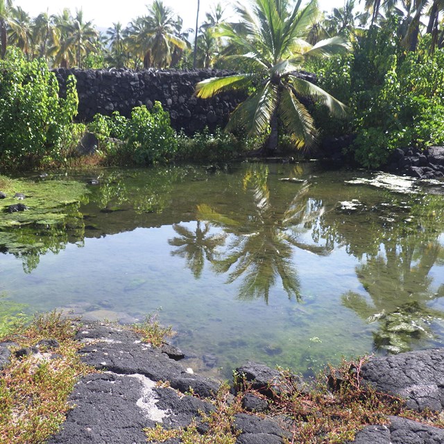 An anchialine pool that is monitored at Puʻuhonua o Hōnaunau National Historical Park