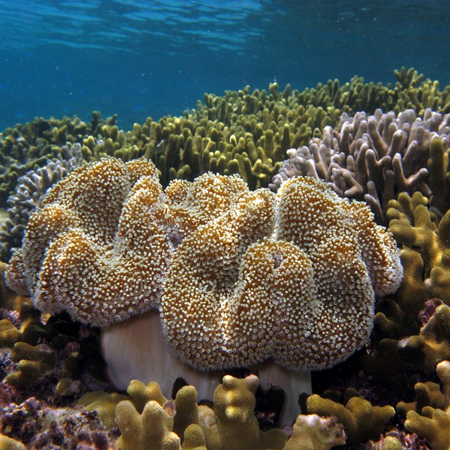 Vibrant coral reef at War in the Pacific National Historical Park