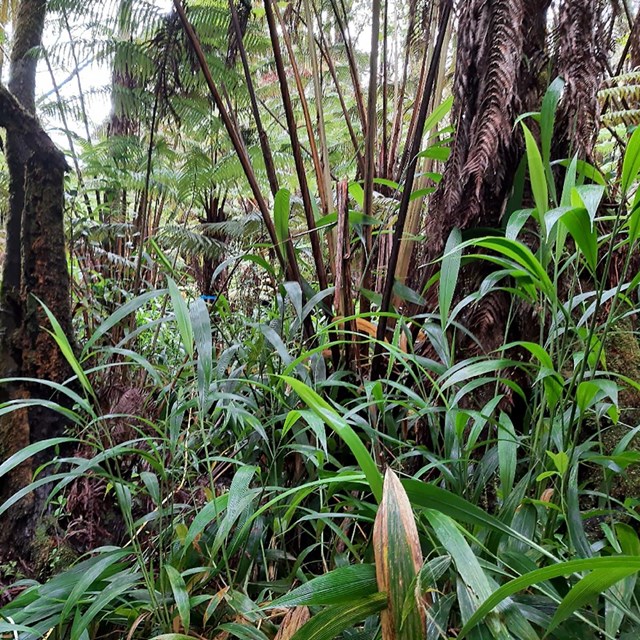Invasive palm grass (Setaria palmifolia) growing throughout a native forest in Hawaiʻi Volcan