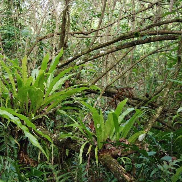 Plant community in American Memorial Park