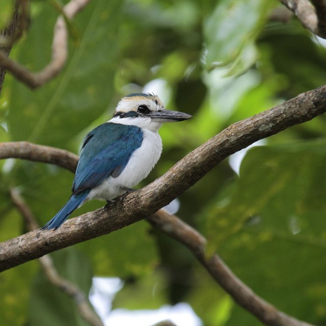 A Pacific Kingfisher at the National Park of American Samoa