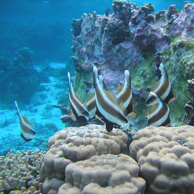 Pennant bannerfish (Heniochus chrysostomus) observed on a coral reef in National Park of American Sa