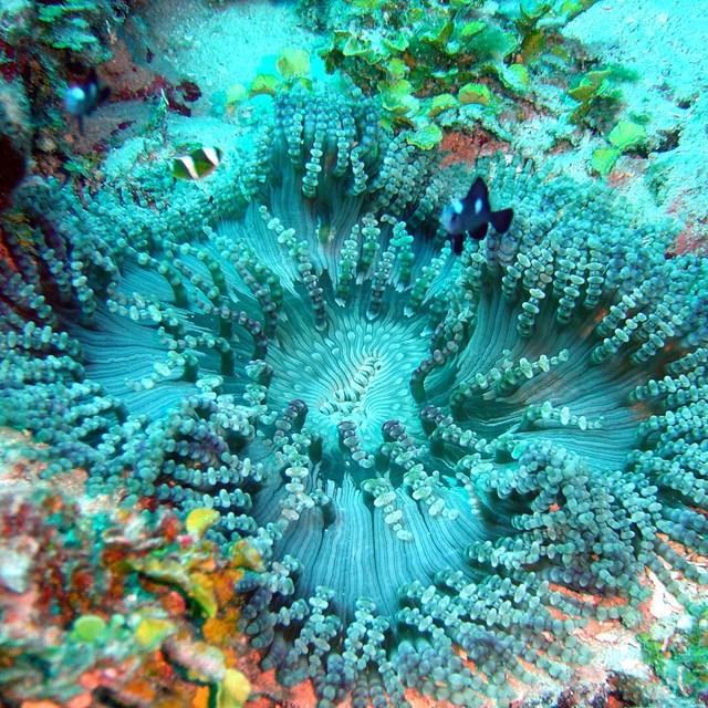 Heteractis aurora, sea anemone. NPS Photo.
