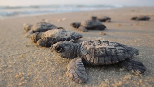Newly hatched Kemp's ridley sea turtles head into the Gulf of Mexico.