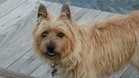 A small brown dog standing on a wooden dock over water.