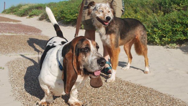 Two dogs on leash look just off camera to the right.  The owner is visible from the waist down.