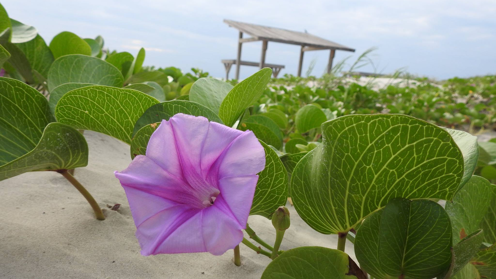 Railroad vine flowers bloom at Malaquite Beach