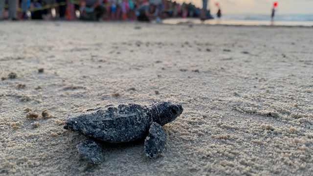 A sea turtle hatchling crawls on the beach as people look on. 