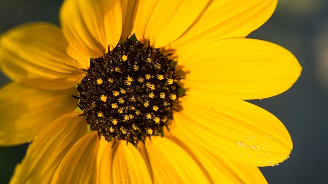 Close up of yellow Ruyon's sunflower