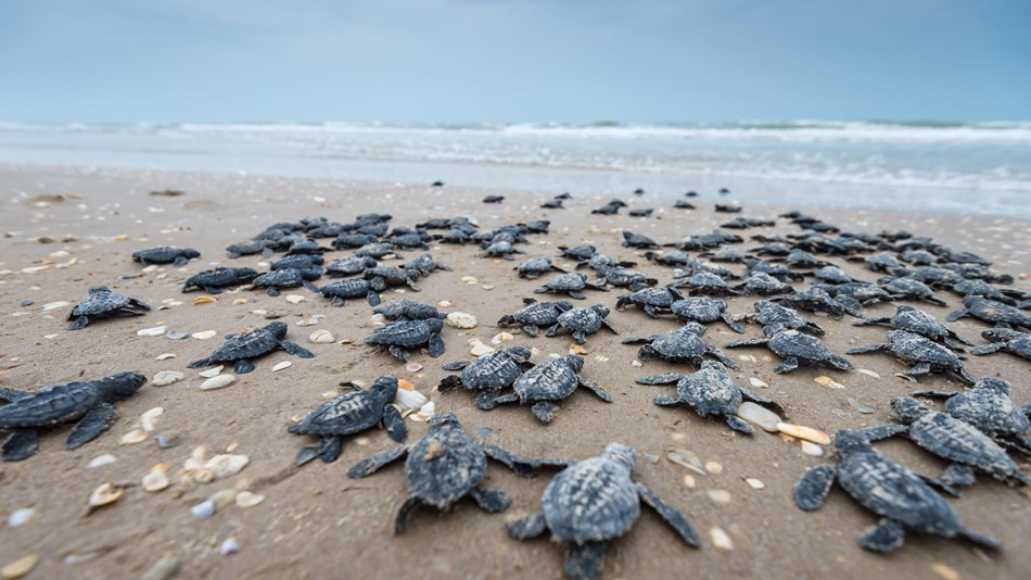 Dozens of sea turtle hatchlings make their way across the beach to the waves.