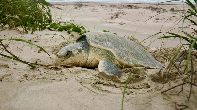 A nesting Kemp's ridley sea turtle on the sandy beach surrounded by prairie grasses.