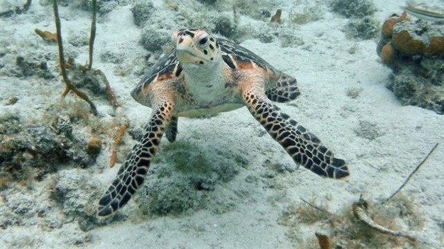 A hawksbill sea turtle swimming over coral and sand on the ocean floor.