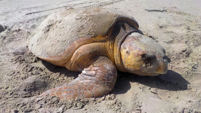 A loggerhead sea turtle nesting on the sandy beach.