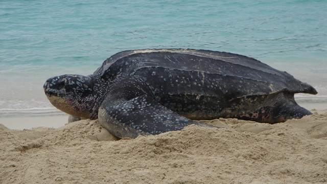 A leatherback sea turtle crawling on the beach.