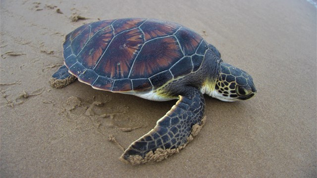 A green sea turtle on the beach.