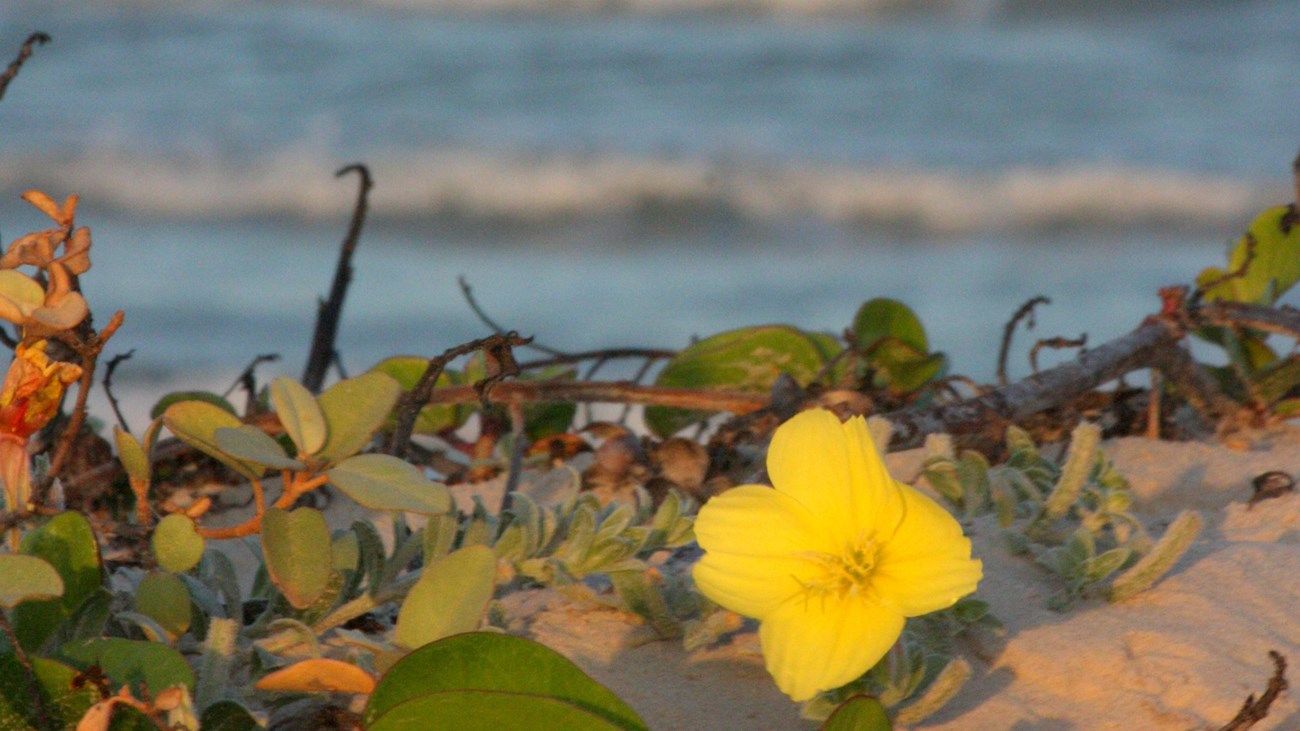 Beach evening primrose is illuminated by the setting sun with the waves of the Gulf behind.