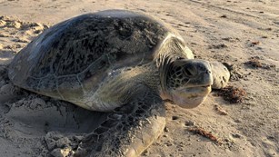 A large sea turtle on the beach.