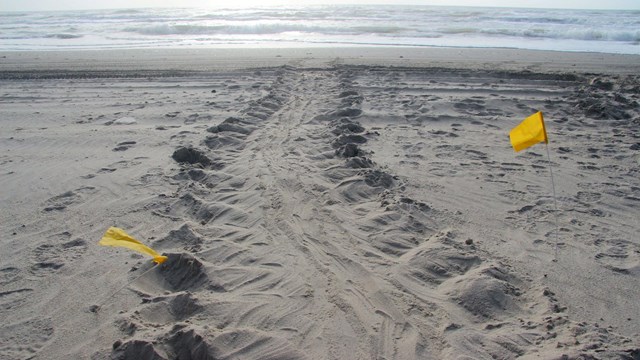 Sea turtle tracks in the sand leading to the ocean.