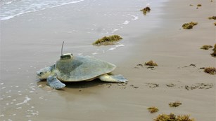 A sea turtle crawling into the ocean with a transmitter device on its back.