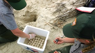 A two female NPS rangers kneel on the beach and put sea turtle eggs in a Styrafoam box.
