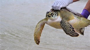 A green sea turtle being held by gloved hands over shallow water and the beach.