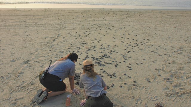 A two female NPS rangers kneel on the beach with baby sea turtles crawling towards the ocean. 
