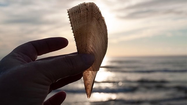 A hand holding a small shell. 