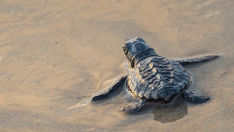 A turtle hatchling crawls across the wet sand.